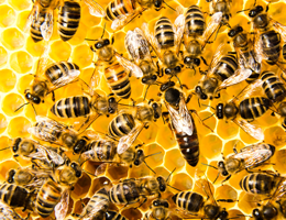 Waggle dance of the honeybee - new publication by Ai et al.